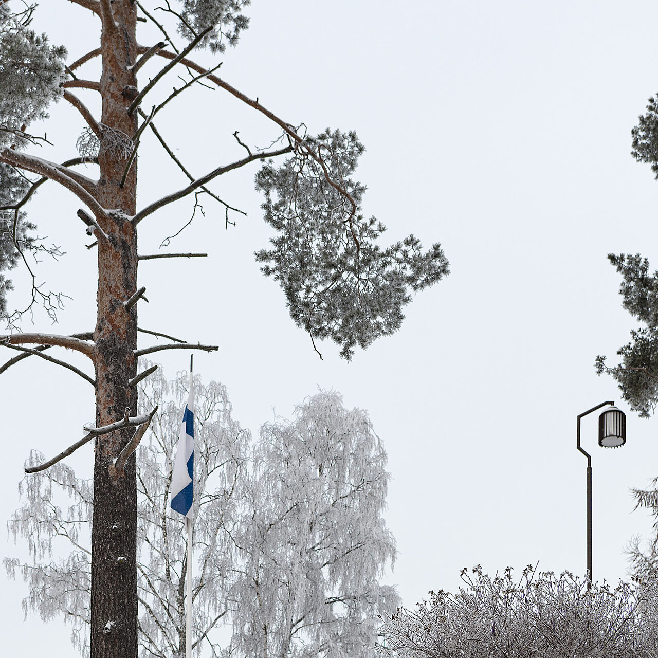 Talvinen maisema, luminen mänty, Suomen lippu roikkuu lipputangossa.