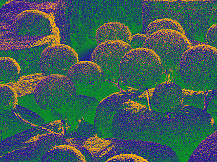 Abstakti kuva, jossa on puita. Kuvassa on vihreän, keltaisen ja violetin eri sävyjä.