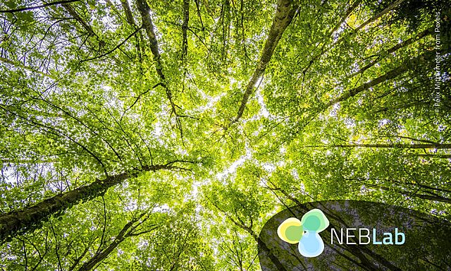 Kuva puiden latvoista, kuvakulma alhaalta ylös. Päällä logo, joss teksti NEBLab