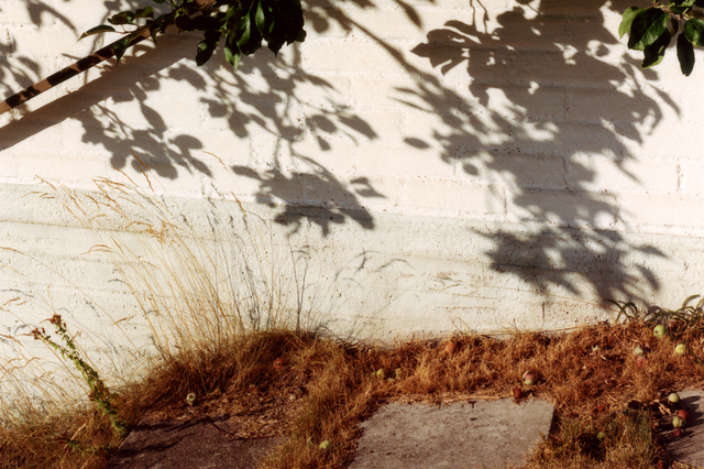 Puun varjo heijastuu seinään, jonka juurella kasvaa heinää.