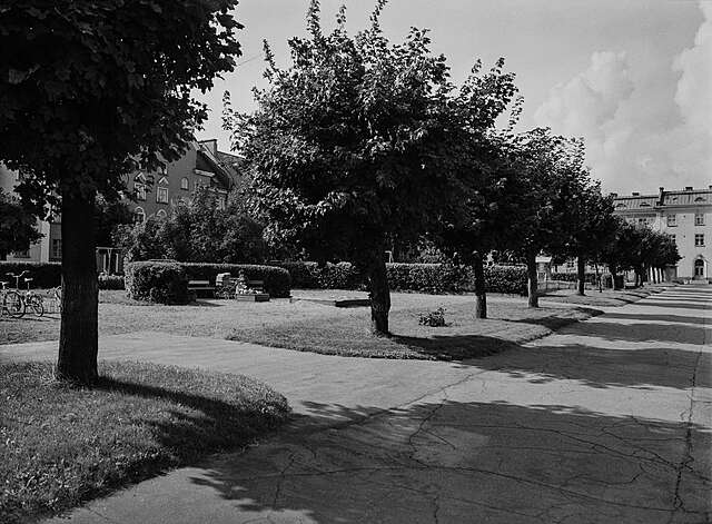 Mustavalkoinen kuva korttelin sisäpihasta, jossa on puurivistö.