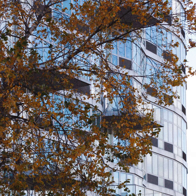 Skyscraper behind a tree